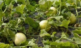 梦到田瓜地吃甜瓜,田瓜地中品甜瓜的奇幻之旅