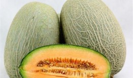 鸟吃哈密瓜视频,一场甜蜜的视觉盛宴