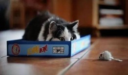 喵哥吃瓜,揭秘娱乐圈那些不为人知的幕后故事