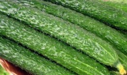 冻蕃瓜可以吃吗,美味与营养并存，食用指南揭秘