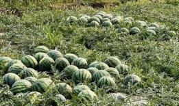 云南直接吃的瓜,直接品尝的瓜果盛宴