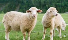 娱乐吃瓜酱羊羊,羊羊酱带你领略娱乐圈风云变幻