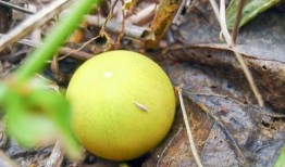 小孩吃马泡瓜,孩子舌尖上的夏日美味