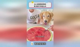 吃瓜小狗视频软件大全,盘点热门娱乐应用，轻松畅享欢乐时光