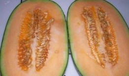 吃哈密瓜可以吃土豆吗,同食相宜的奇妙搭配