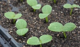 扶手瓜发芽可以吃吗,扶手瓜发芽后是否仍可食用？揭秘发芽扶手瓜的安全性