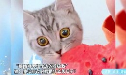 吃猫猫的瓜,一场关于动物保护的争议风暴