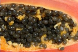 怎样治理吃瓜蜂,破解吃瓜蜂现象的智慧之道