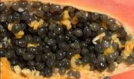 怎样治理吃瓜蜂,破解吃瓜蜂现象的智慧之道