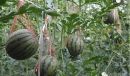 邢台吃瓜情报处,揭秘当地美食风云录