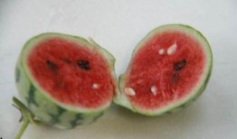 早孕可以吃小瓜吗,小瓜的适宜食用指南