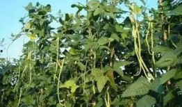 吃瓜怀宁,探寻吃瓜背后的故事与趣味