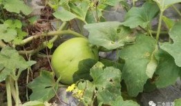 人流后吃雪梨瓜