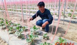 甘肃酒泉吃瓜,探寻甘肃酒泉的甜蜜瓜果之旅