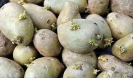 扶手瓜发芽可以吃吗,扶手瓜发芽后是否仍可食用？揭秘发芽扶手瓜的安全性