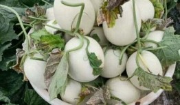 怀孕吃玉姑瓜,玉姑瓜的营养与食用指南