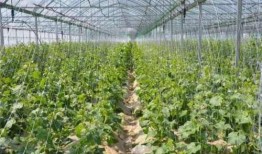 怀孕吃玉姑瓜,玉姑瓜的营养与食用指南