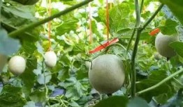 有人吃网纹瓜吗,新晋网红水果，你尝过吗？