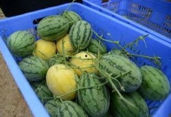 还有更大的瓜等着吃,还有更大的瓜等着我们一探究竟！