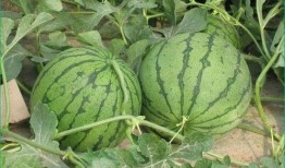 邢台吃瓜情报处,揭秘当地美食风云录