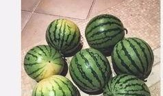 娘娘在线吃瓜,揭秘宫廷秘闻