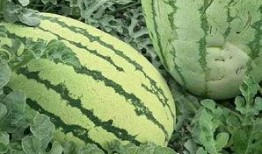 吃瓜前期怎么铺垫,如何巧妙铺垫，引爆话题热度