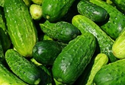 夏天吃收瓜,甜蜜收瓜时光