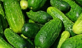 夏天吃收瓜,甜蜜收瓜时光