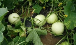 梦到田瓜地吃甜瓜,田瓜地中品甜瓜的奇幻之旅