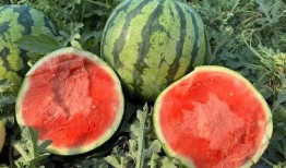 云南直接吃的瓜,直接品尝的瓜果盛宴