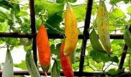 变色瓜小孩可以吃么