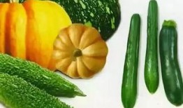 六秒视频吃瓜,揭秘吃瓜背后的秘密