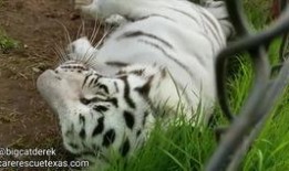 大猫吃瓜,揭秘动物界的趣味食趣