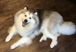 爱斯基摩犬吃瓜,冰原上的甜蜜冒险