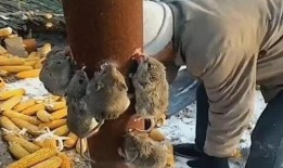 大叔吃老鼠瓜,邂逅神秘老鼠瓜的奇妙滋味