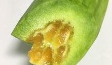 吃瓜失败的经历,揭秘那些让人失望的瓜界真相