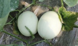 声控吃玉菇瓜,玉菇瓜的神秘诱惑