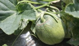 声控吃玉菇瓜,玉菇瓜的神秘诱惑