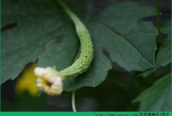 做完人流吃瓜吗,吃瓜还是养身？揭秘人流恢复期饮食禁忌