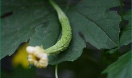 做完人流吃瓜吗,吃瓜还是养身？揭秘人流恢复期饮食禁忌