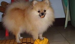 博美吃瓜吐了,博美狗狗吃瓜后的“意外”反应