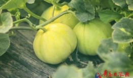 金乡孙庄吃瓜,夏日吃瓜盛宴，感受乡村田园生活