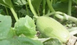 吃瓜客新疆,吃瓜客的味蕾探险记