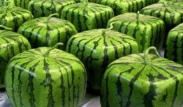 十五中吃瓜,一场校园吃瓜大事件的背后真相