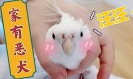 鸟吃哈密瓜视频,一场甜蜜的视觉盛宴