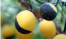 吃吊瓜有口臭,揭秘吃吊瓜后的口腔问题