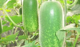 中年大妈吃瓜图片大全,图集大赏