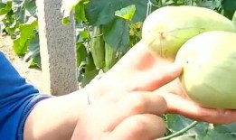 儿童吃羊角瓜好吗,儿童饮食中的营养佳品