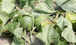 崩瓜怎么吃,解锁夏日清新美味新体验