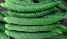 吃瓜馆陶是谁,网络红人的崛起之路